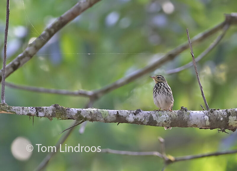 Olive-backed Pipit