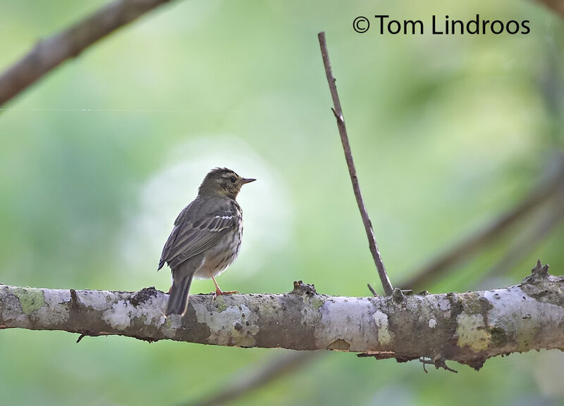 Olive-backed Pipit