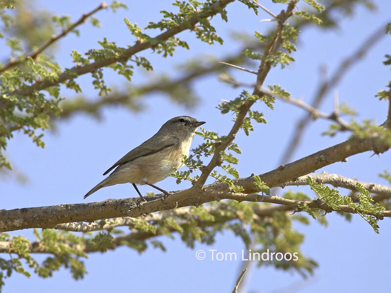 Plain Leaf Warbler