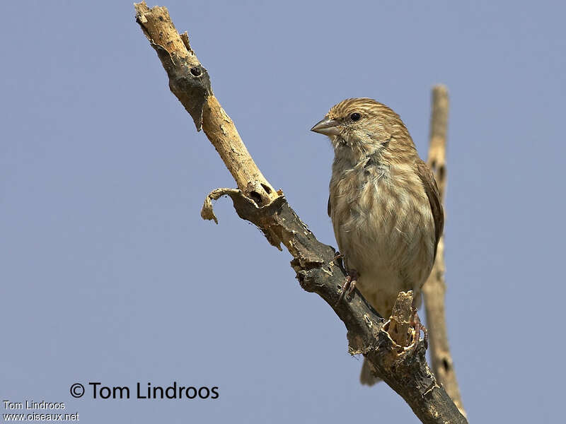 Yemen Serin