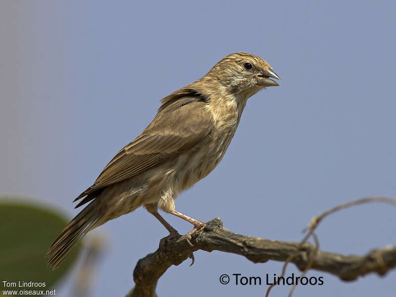 Serin du Yémen, identification