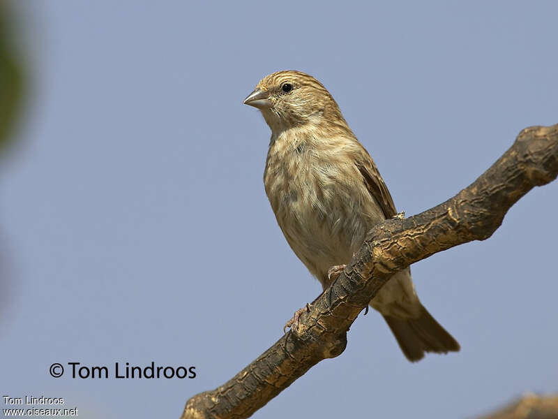 Serin du Yémen