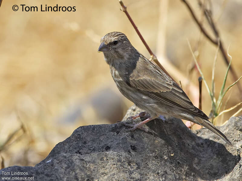 Serin du Yémen