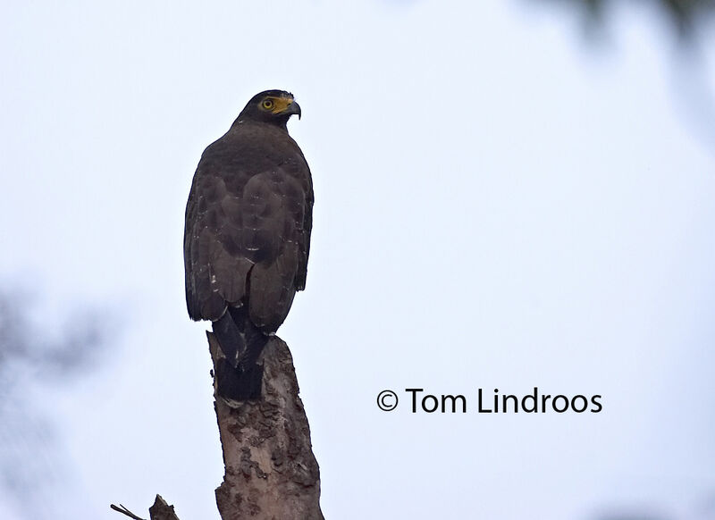 Crested Serpent Eagle