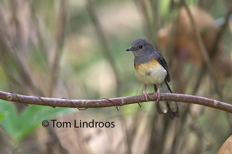 White-rumped Shama female