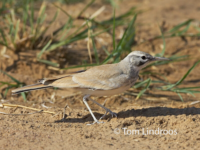 Greater Hoopoe-Lark