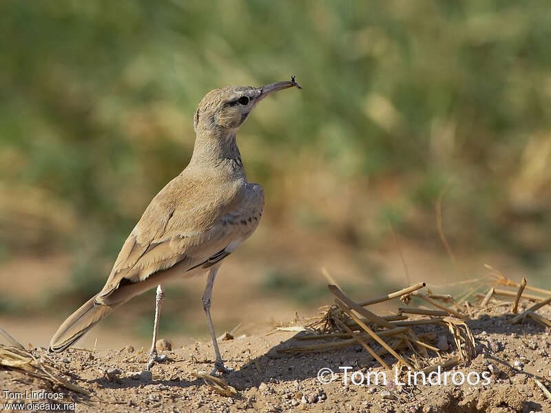 Greater Hoopoe-Larkadult, feeding habits