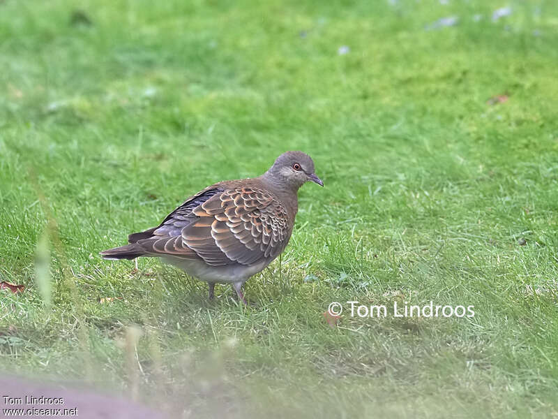 Tourterelle orientale1ère année, identification