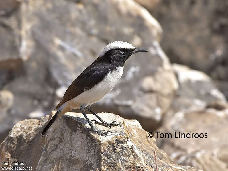 Arabian Wheatear male adult, identification