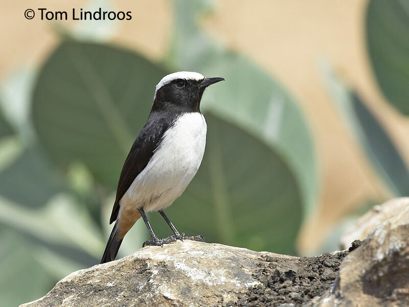 Arabian Wheatear male adult, identification