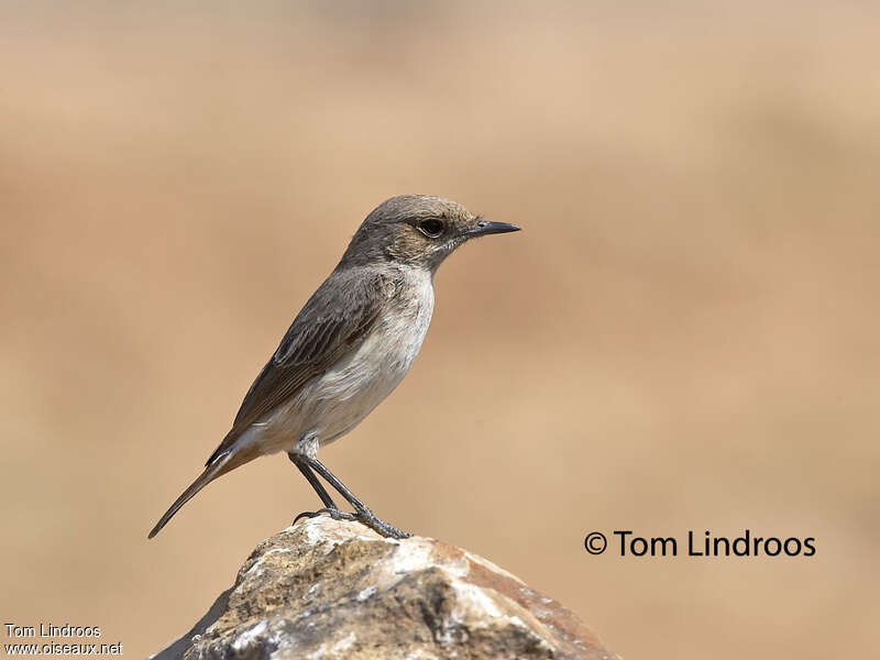 Traquet d'Arabie femelle, identification