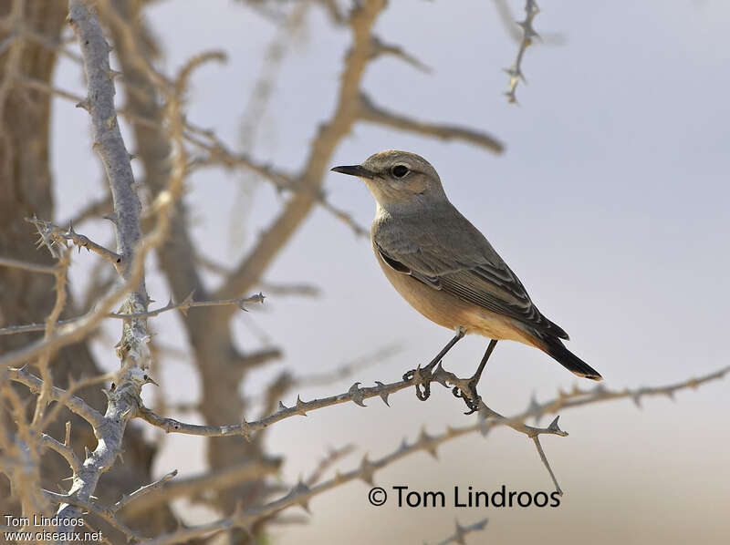 Red-tailed Wheatearadult, identification