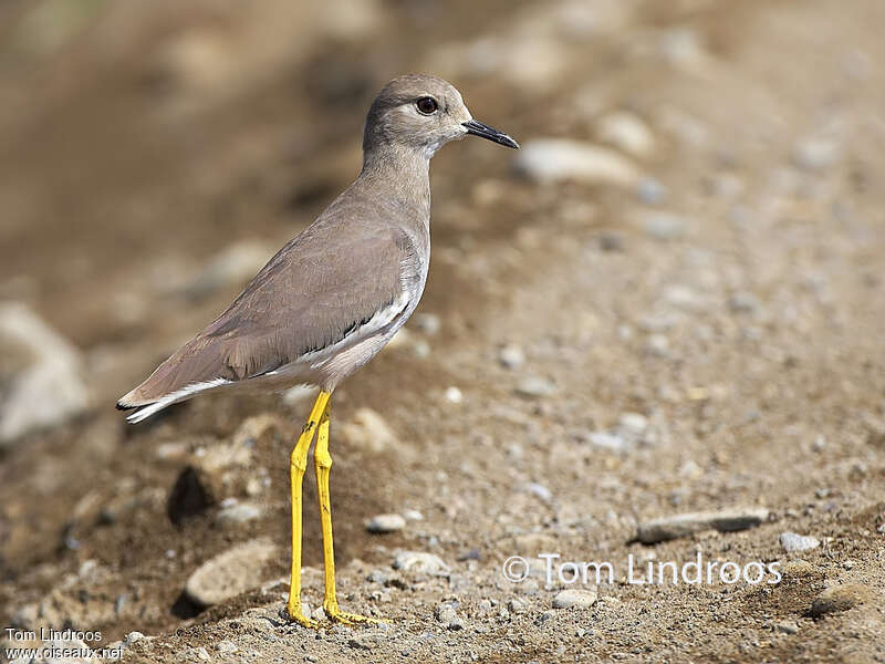 White-tailed Lapwingadult, pigmentation, Behaviour