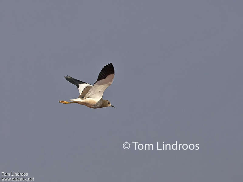 White-tailed Lapwingadult, pigmentation, Flight