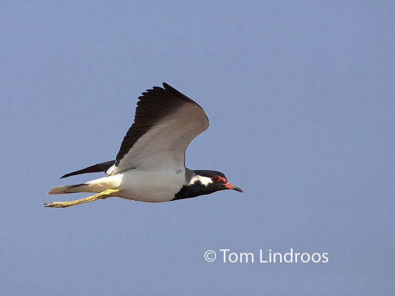 Red-wattled Lapwing