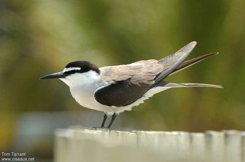 Bridled Ternadult, identification