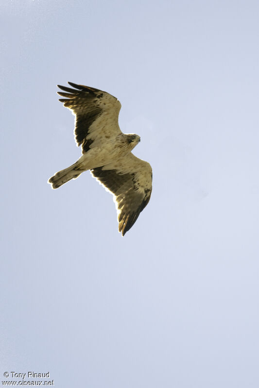 Aigle botté, composition, Vol