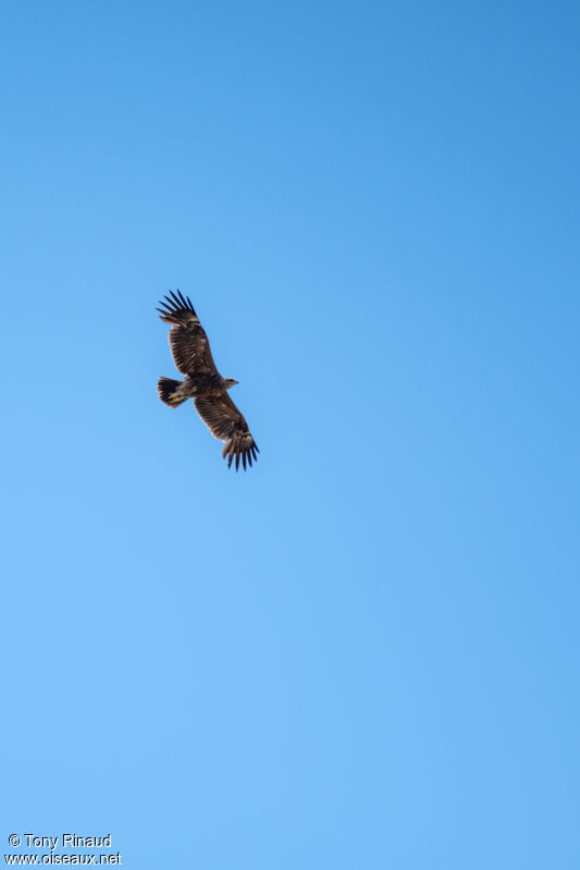 Aigle pomarinimmature, mue, composition, Vol