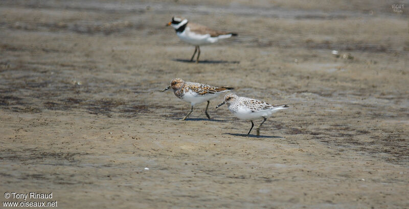 Sanderling, aspect, pigmentation, walking