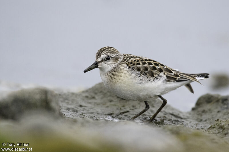 Semipalmated Sandpiper, identification, aspect, pigmentation, walking