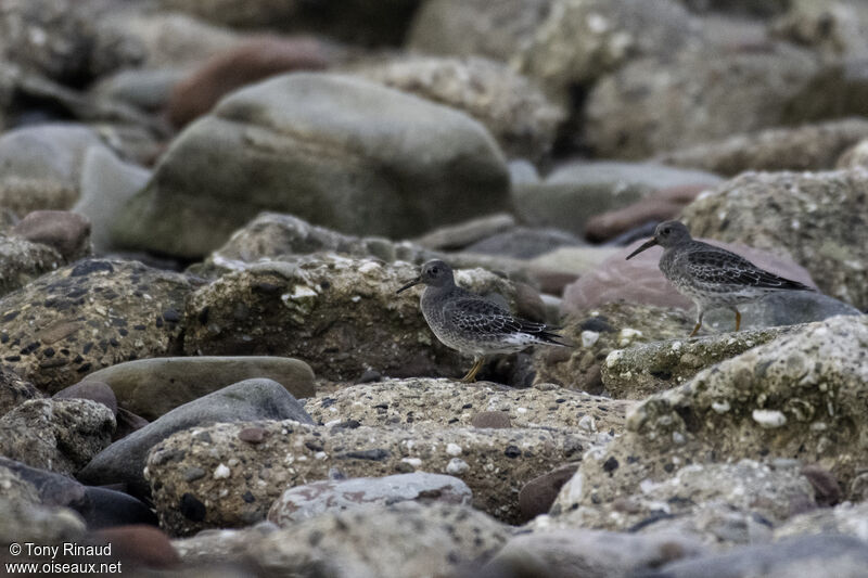 Purple Sandpiperpost breeding, aspect, walking