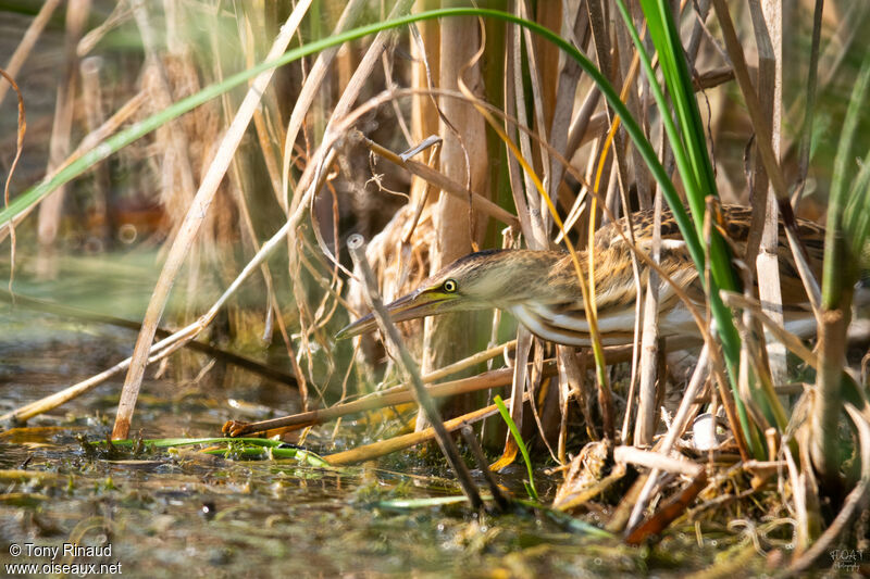 Little BitternFirst year, identification, aspect, walking, fishing/hunting