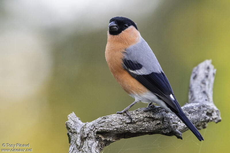 Eurasian Bullfinch male adult, identification, aspect