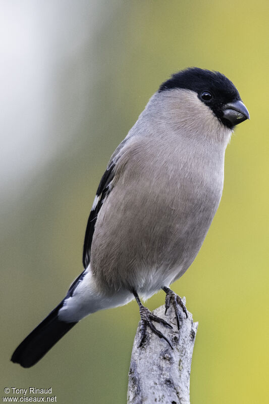 Eurasian Bullfinch female adult, identification, aspect