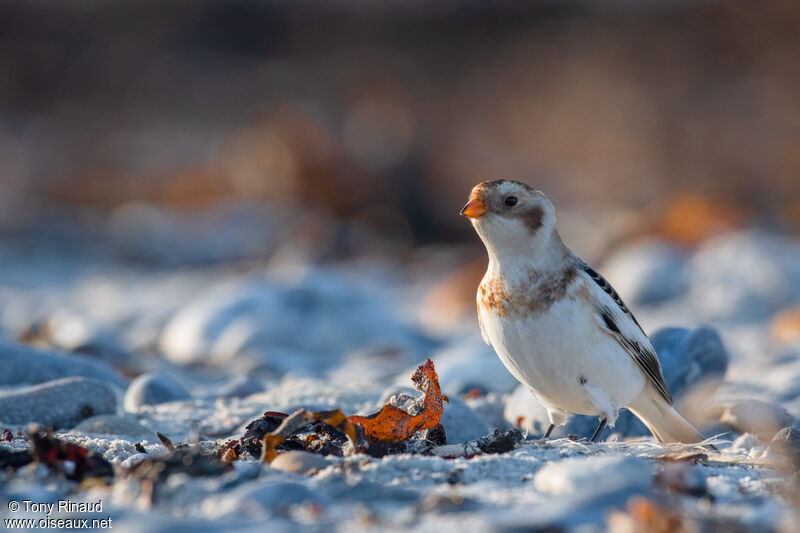 Bruant des neigesinternuptial, identification, composition, marche