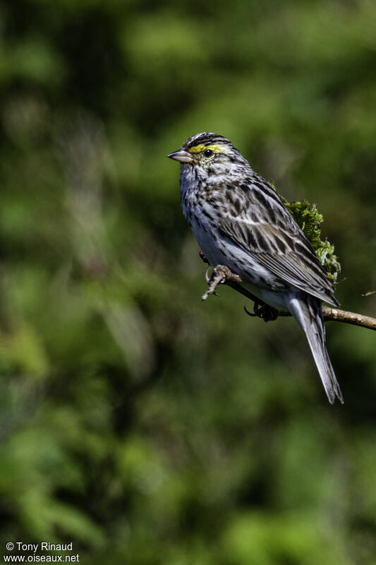 Savannah Sparrowadult, identification, aspect, pigmentation