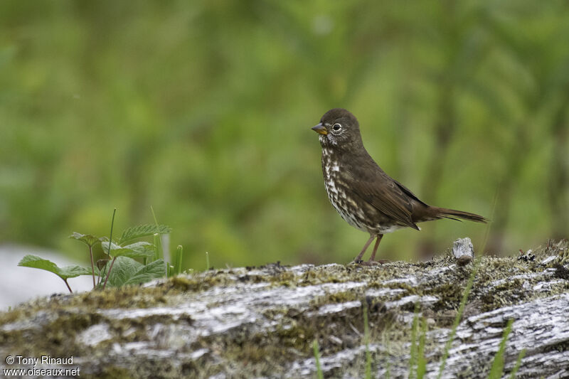 Bruant fauveadulte, identification, composition, marche