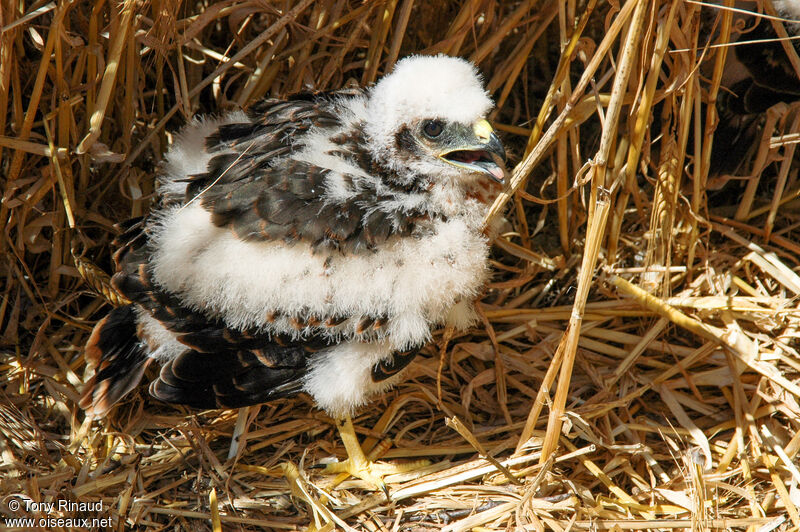 Montagu's HarrierPoussin, identification, moulting, aspect, pigmentation, walking, Reproduction-nesting