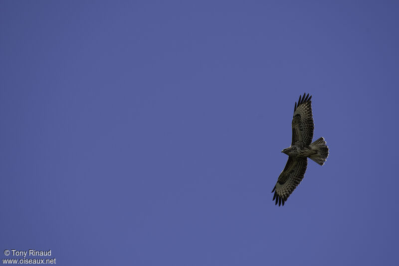 Common Buzzard, aspect, pigmentation, Flight