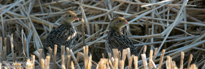 Common Quail, aspect, camouflage, pigmentation, walking