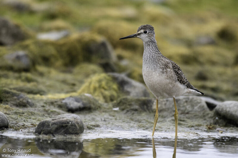 Lesser Yellowlegs, identification, aspect, walking