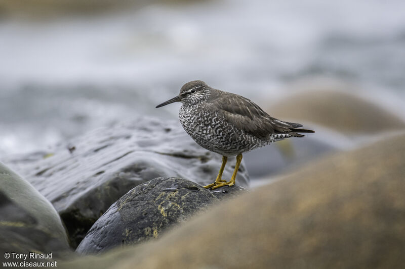 Wandering Tattleradult, identification, aspect, walking