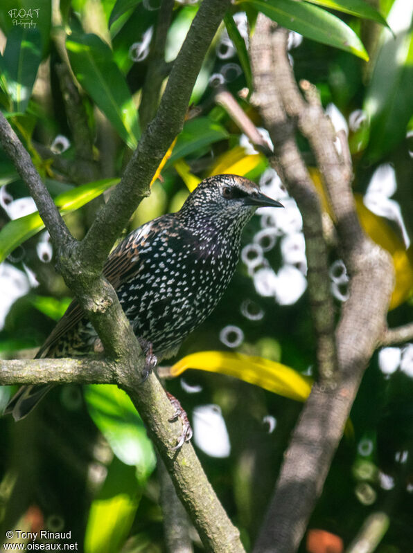 Étourneau sansonnetadulte, identification, composition