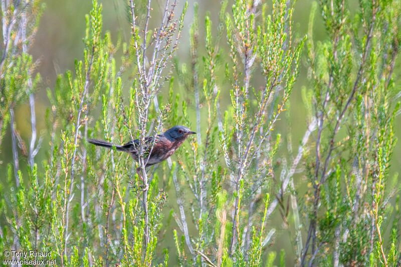 Dartford Warbler male adult breeding, identification, aspect, pigmentation