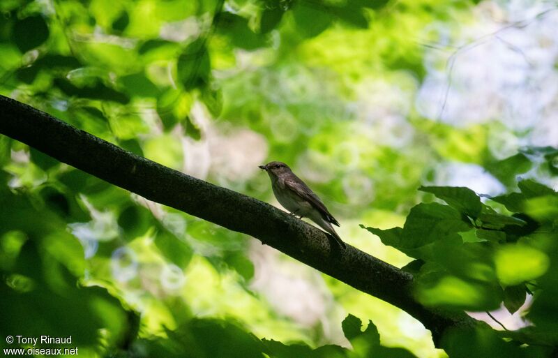 Gobemouche grisadulte, identification, composition, pêche/chasse