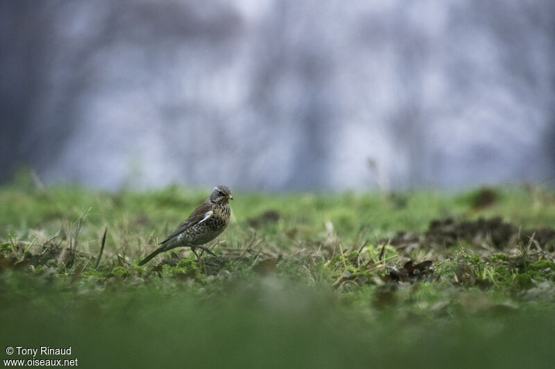 Grive litorneadulte, identification, composition, marche