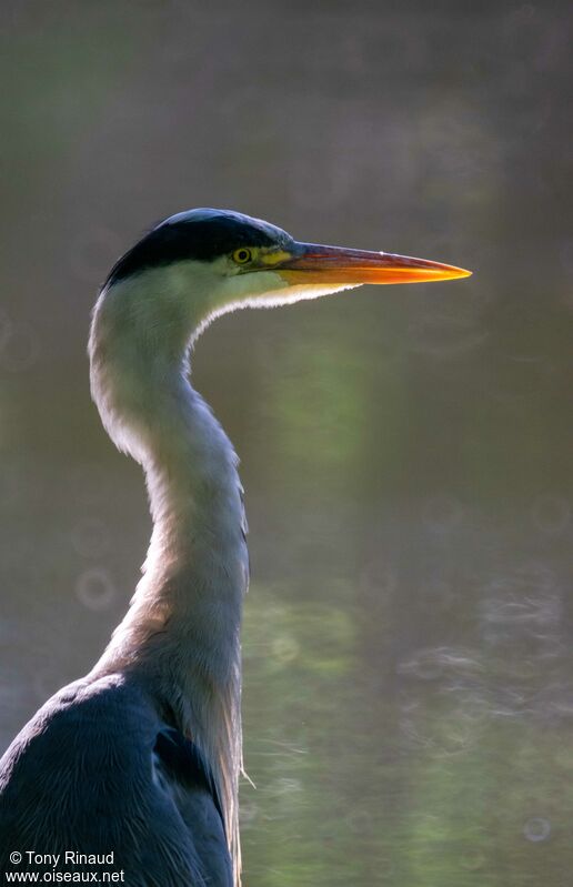 Grey Heronadult breeding, close-up portrait, aspect, walking