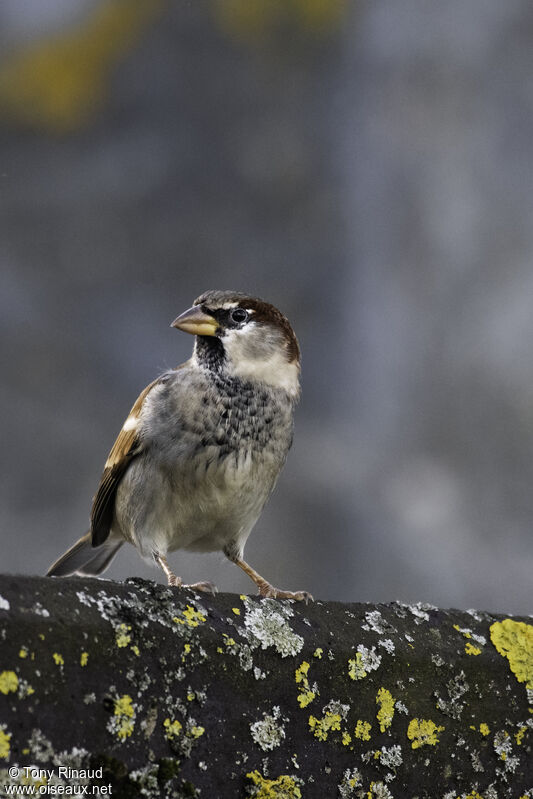 House Sparrow male adult, identification, aspect, walking