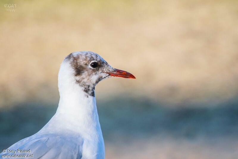 Black-headed Gulladult transition, close-up portrait, aspect, pigmentation, walking