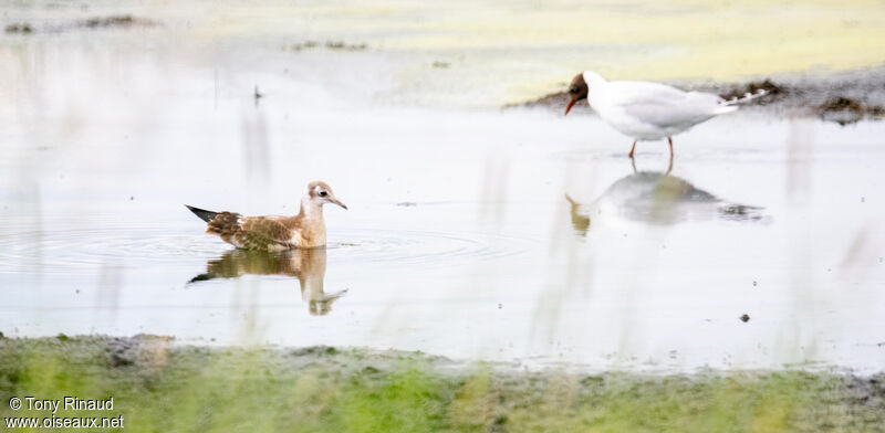 Black-headed GullFirst year, identification, aspect, pigmentation, swimming