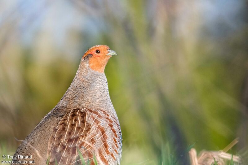 Grey Partridge male adult, close-up portrait, aspect, pigmentation, walking