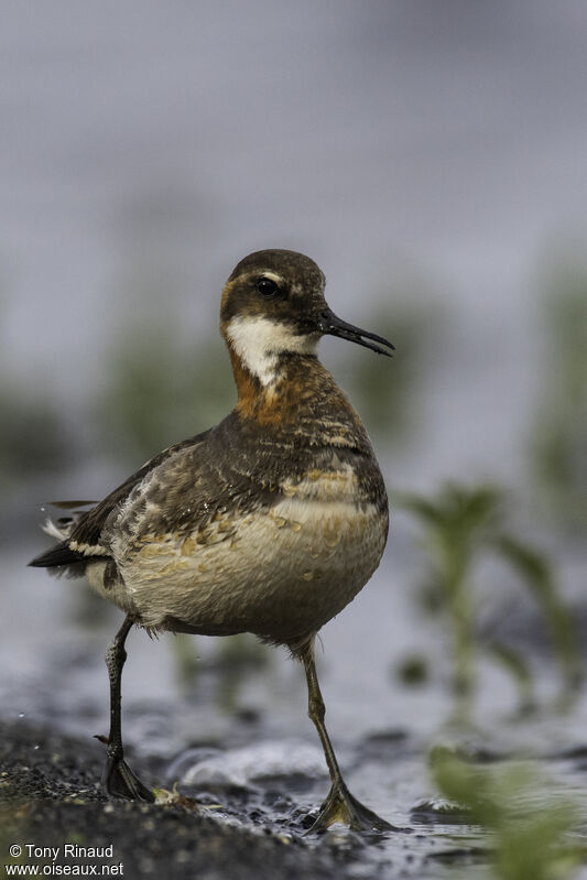 Red-necked Phalaropeadult breeding, identification, aspect, pigmentation, walking