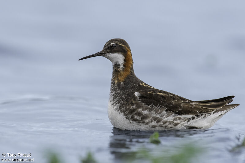 Red-necked Phalarope male adult breeding, identification, aspect, pigmentation, swimming