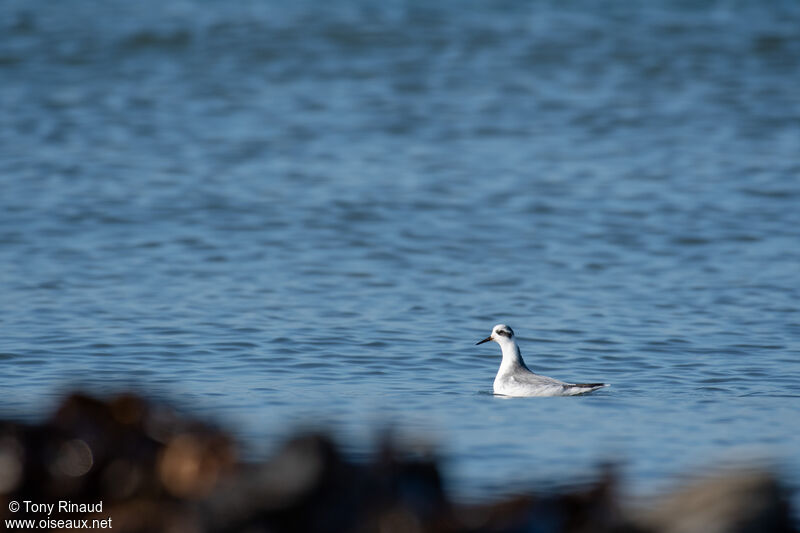 Phalarope à bec largeinternuptial, identification, composition, nage