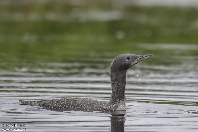 Red-throated Loonjuvenile, identification, aspect, pigmentation, swimming