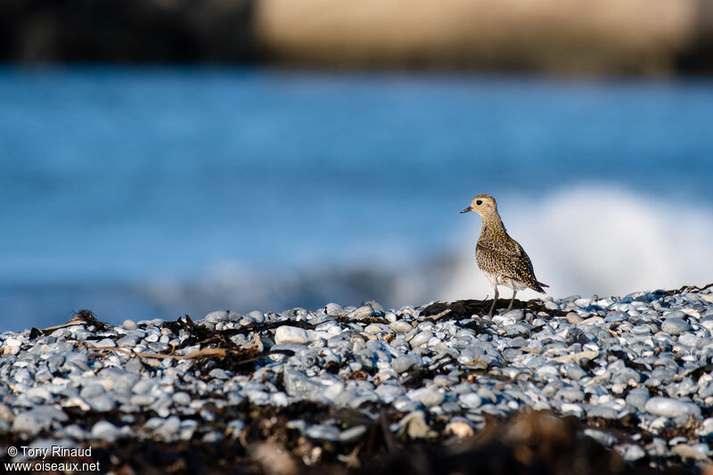 European Golden Plover, identification, aspect, walking